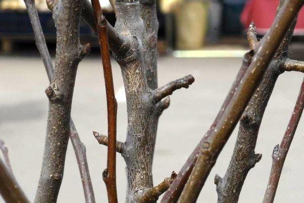 กิ่งลูกแพร์