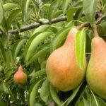 ลูกแพร์สุก