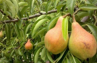 ลูกแพร์สุก