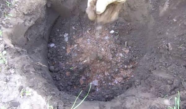 การปลูกต้นแพร์