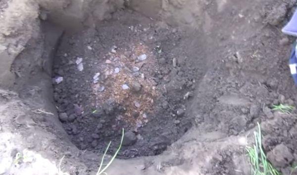 หลุมสำหรับต้นแพร์