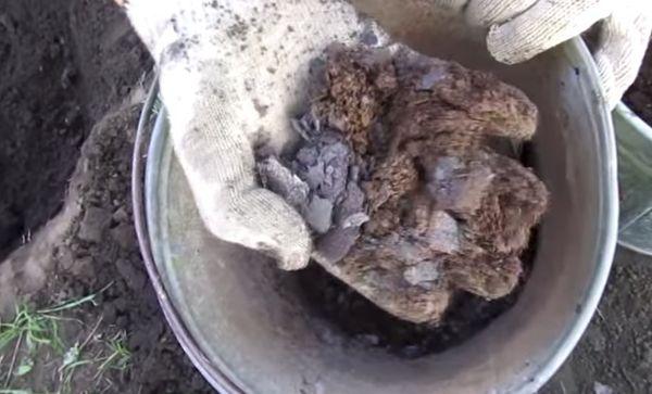 ดินสำหรับปลูกลูกแพร์