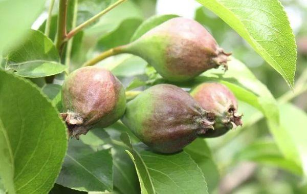 ผลไม้เน่า