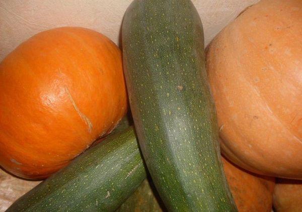 courgettes et citrouilles