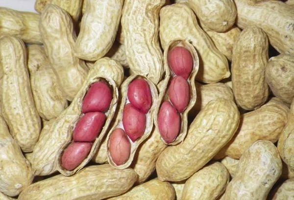 กลุ่มถั่วลิสงเวอร์จิเนีย