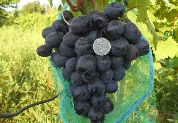 การป้องกันองุ่น