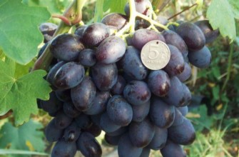 พันธุ์คาตาลัน