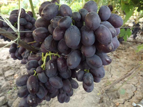 คำอธิบายพันธุ์องุ่นคาตาลัน กฎการปลูกและการดูแล