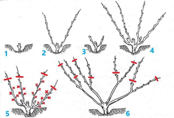 การก่อตัวของเถาวัลย์