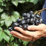 องุ่นในฝ่ามือของคุณ