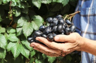 องุ่นในฝ่ามือของคุณ