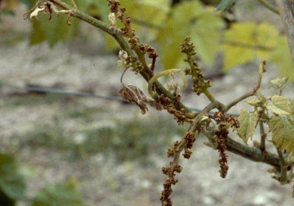 องุ่นแห้ง