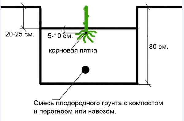 แผนการลงจอด