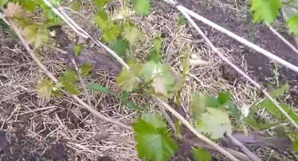 คำอธิบายพันธุ์องุ่น Nadezhda Azos กฎการปลูกและเคล็ดลับการดูแล