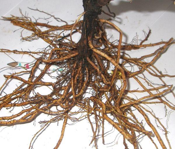 ระบบราก