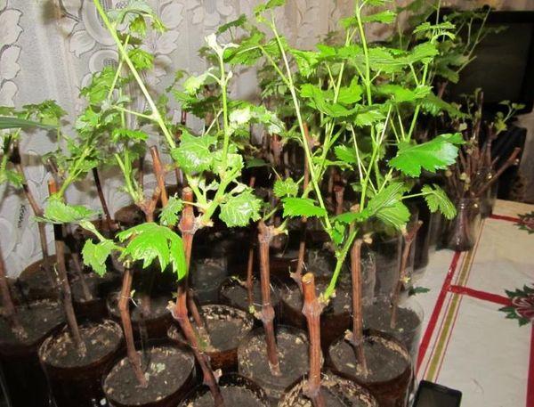 กิ่งพันธุ์องุ่น