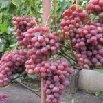 พวงองุ่น