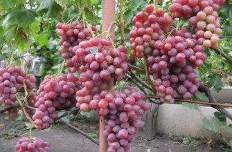 พวงองุ่น