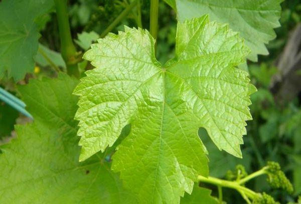 ใบองุ่น