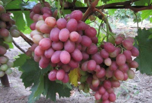 ต้นองุ่น