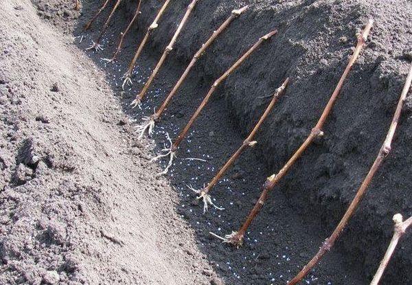 propagation par bouturage