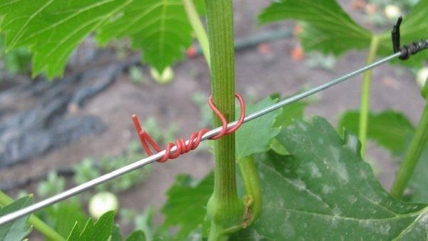 jarretière de raisins