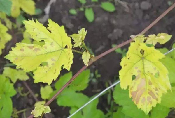 Chlorose du raisin