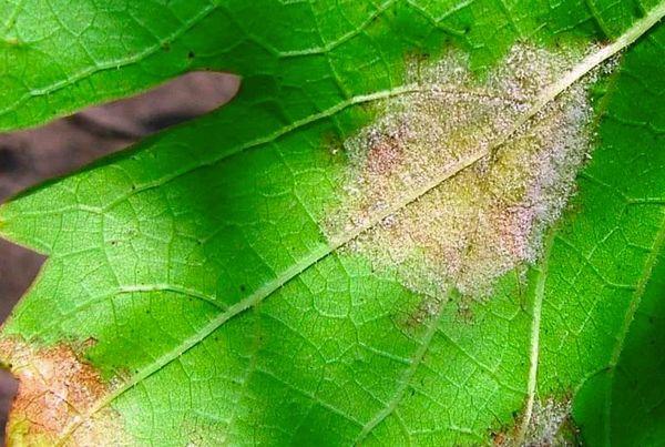 Moisissure sur une feuille