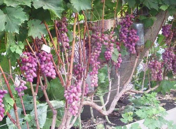 Description du cépage Victoria, culture et entretien