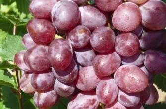 ผลไม้วิคตอเรีย