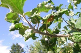 ใบบิดเบี้ยว