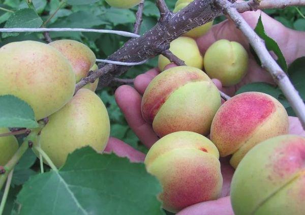 Variétés résistantes à l'hiver