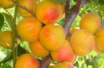 เซราฟิมแอปริคอต