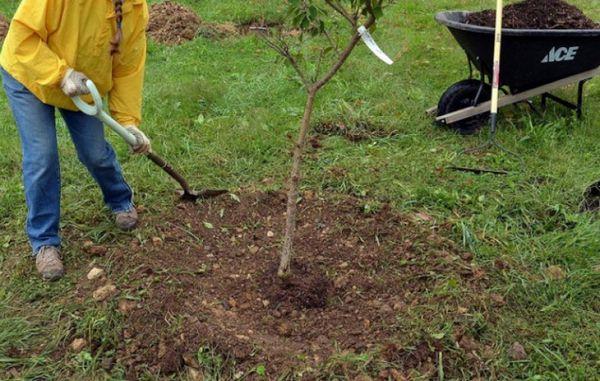 plantation d'abricotiers