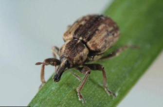 ด้วงดอกไม้