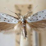 หนอนเจาะใบ