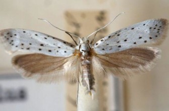 หนอนเจาะใบ