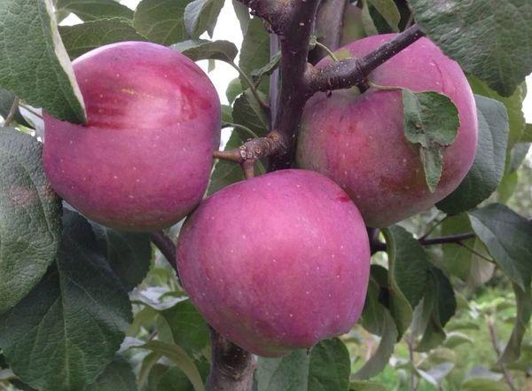 กิ่งที่มีแอปเปิ้ล