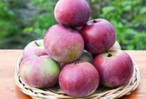 ลักษณะและรายละเอียดการปลูกต้นแอปเปิลพันธุ์ Alesya