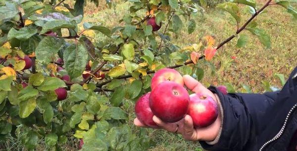 ผลไม้อาเลเซีย