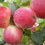 แอปเปิ้ลสุก