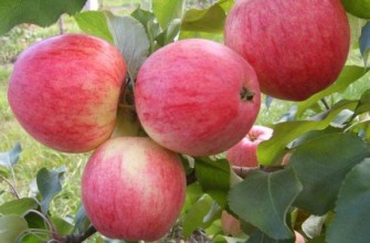 แอปเปิ้ลสุก