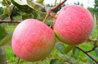 กิ่งที่มีแอปเปิ้ล