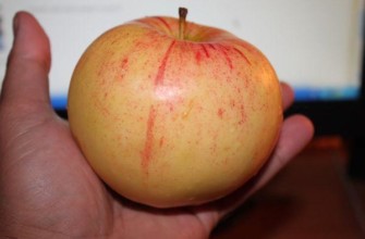 พันธุ์โบโลตอฟสกอย