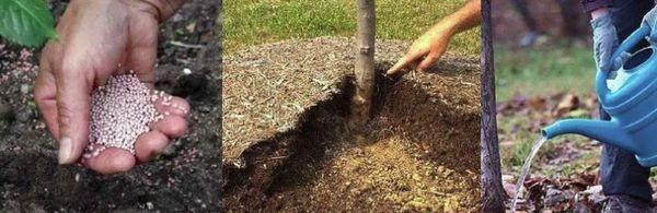 การดูแลต้นแอปเปิ้ล