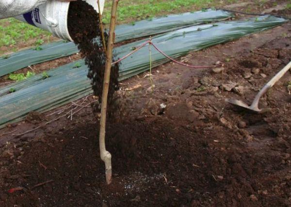 คำอธิบายพันธุ์แอปเปิ้ลโบโลตอฟสโกเย การปลูกและการเพาะปลูก