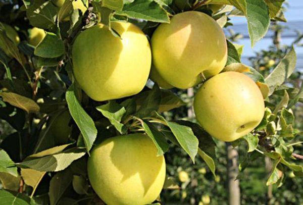 พันธุ์เสา