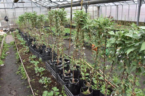 ต้นกล้าต้นแอปเปิ้ล