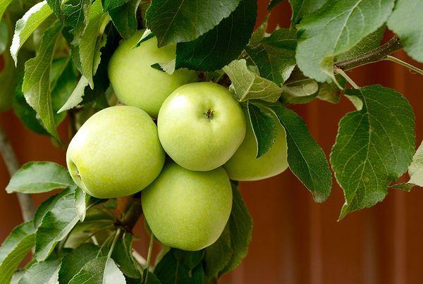 กิ่งที่มีแอปเปิ้ล