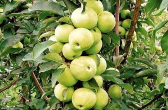 ผลไม้ของเด็กน้อย